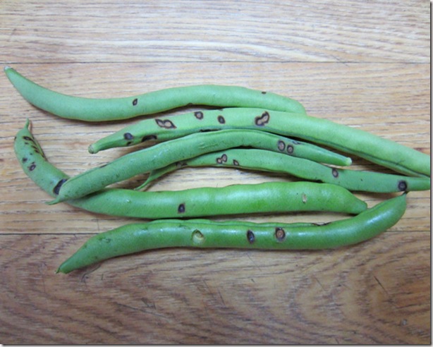 Halo bean blight on pole beans