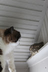 If I just climb this ladder, I can peer in and plan my meal....I mean plan my DEAL.  Yes, I want to plan my DEAL with their mummy for when I can play with these sweet youngsters.