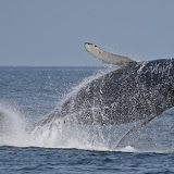 Humpback whale