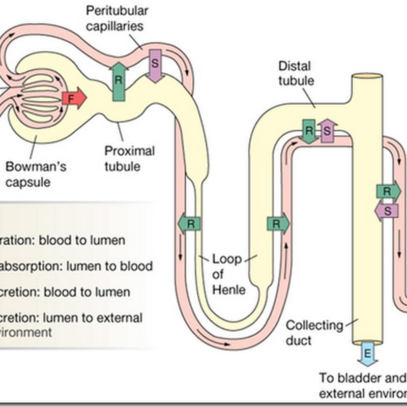 Renal Tubular Reabsorption Process Of Urine Formation