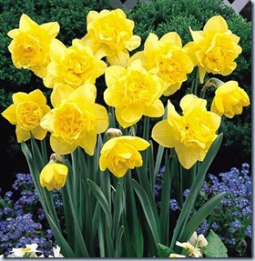 Daffodil_Dick_Wilden golden age gardens blog