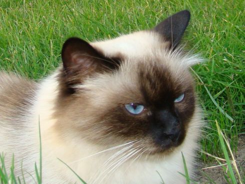 can you smoke epsom salt and get high