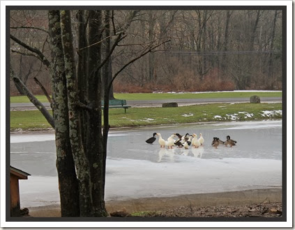 ducks on ice 1.14