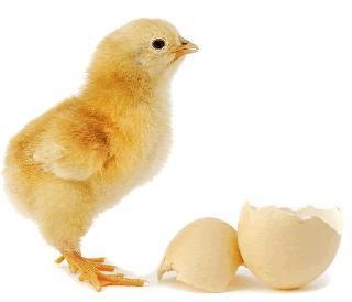 [chicken-or-egg-first-marathi%255B5%255D.jpg]