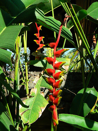 Heliconia flowers in Bali