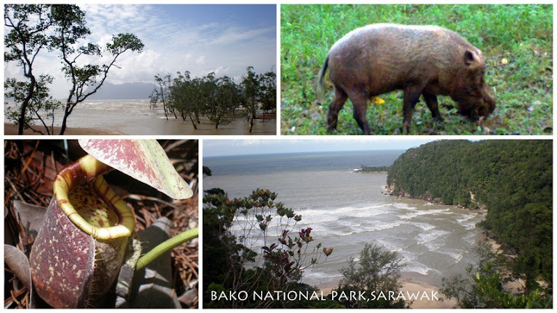 sarawak