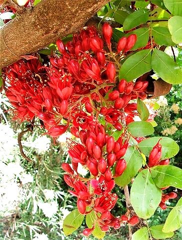 [Schotia%2520brachypetala%255B3%255D.jpg]