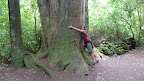 Peel Forest.
