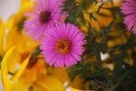 DSC_8524.jpg