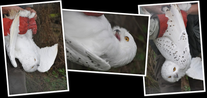 View owls health check 2