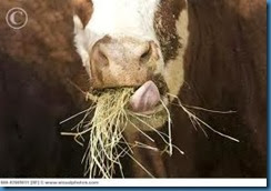 a cow eating hay
