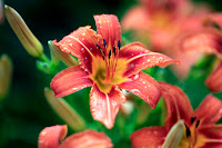 Flower 2.jpg Flower 2.jpg