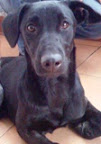 KAMYLA
Recuperándose de una cirugía en su patita, muy cariñosa, sociable, un poco sumisa y alegre.