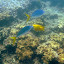 Snorkeling In The Whitsundays - Airlie Beach, Australia