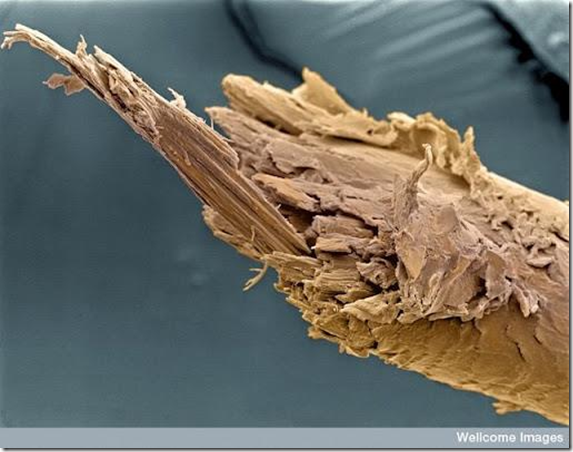 sel rambut dalam skala nano