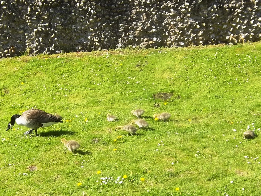 [011-1%2520%2520Canada%2520Goose%2520and%2520healthy%2520Goslings%2520at%2520Berkhamsted%2520Castle%255B2%255D.jpg]