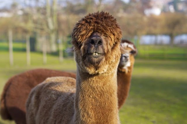 [Alpaca%2520Jeremy%255B3%255D.jpg]