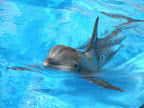 A dolphin at the MGM Mirage.