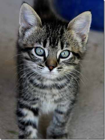 Family and Kittens 043