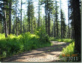 forest