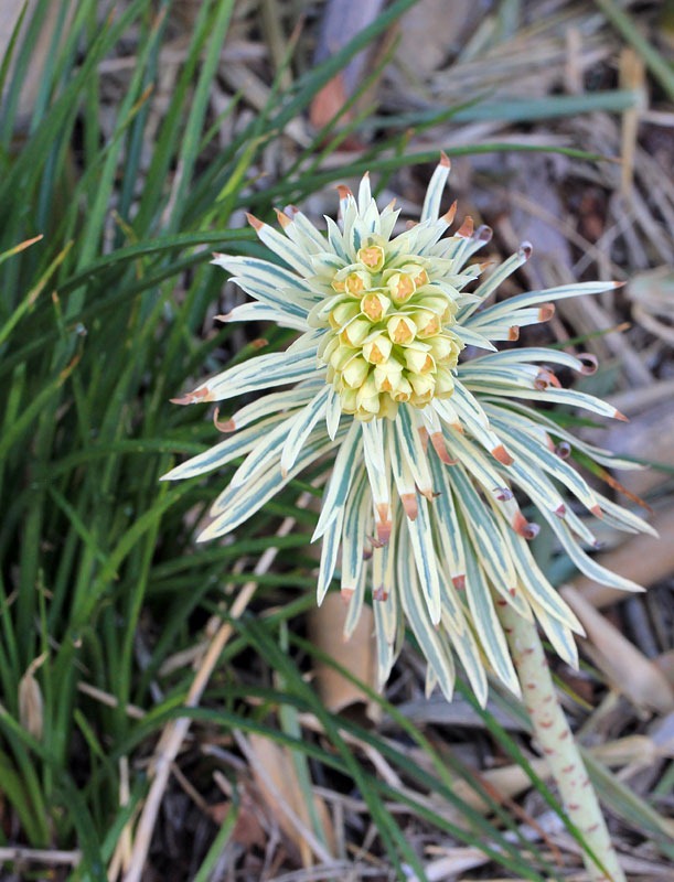[130225_Euphorbia-characias-Tasmanian-Tiger_01%255B2%255D.jpg]