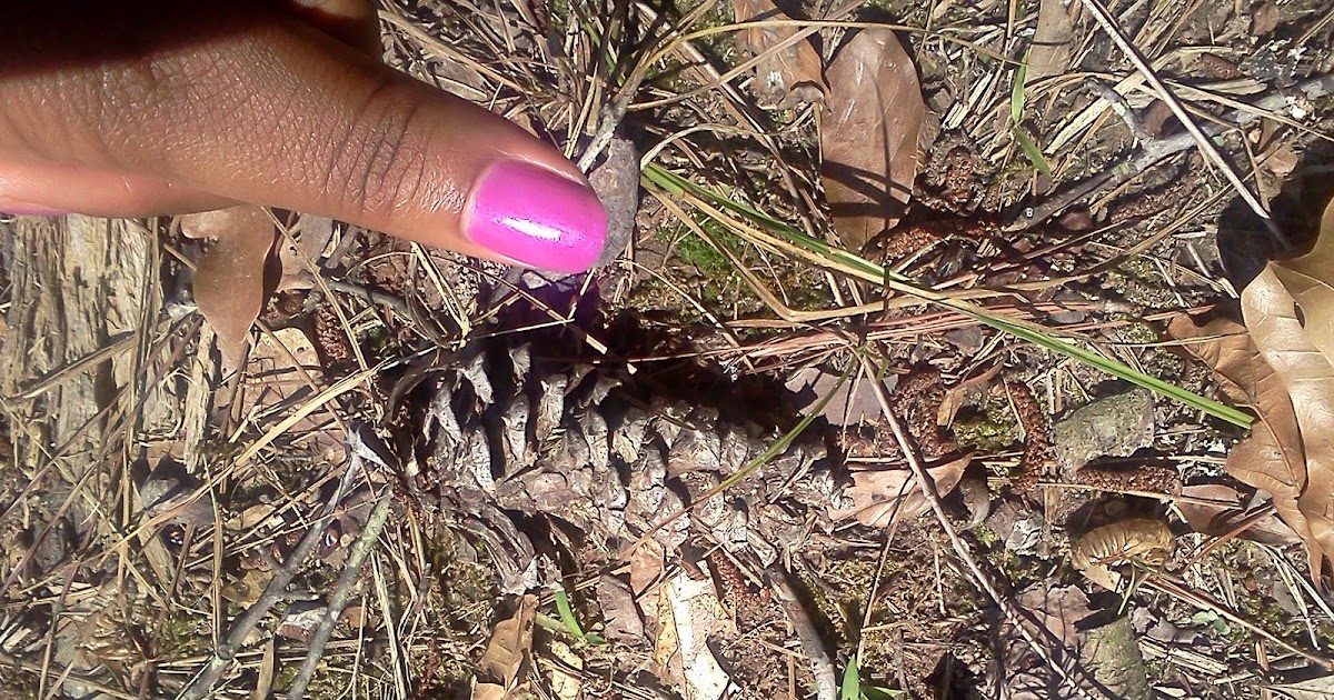 STHS AP Biology Gymnosperm cone