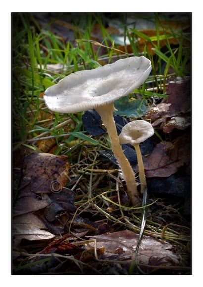 Mini Fungi 7