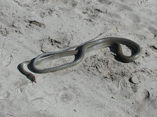 Image103