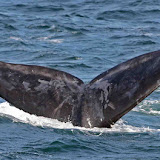 North atlantic right whale