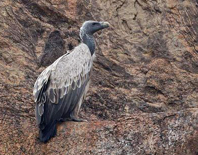 Indian_vulture_on_cliff.jpg
