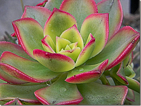 Succulant Macro