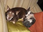 Pepper in her new home cuddled up to previously adopted brother Gus.  These two adore each other and play non-stop!  Apparently all that research on compatibility paid off..