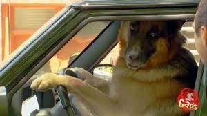[dog-driving-a-car-prank%255B3%255D.jpg]