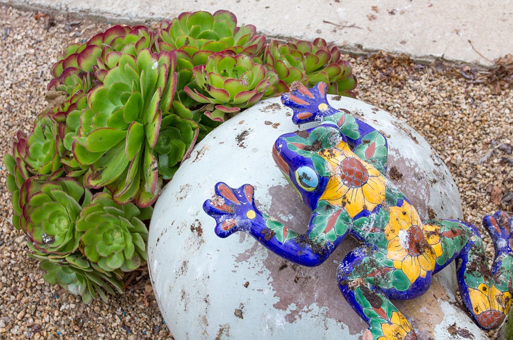 [120928_SucculentGardens_bird-poop%255B2%255D.jpg]