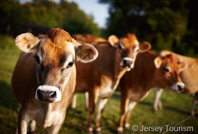 JerseyCowCopyrightApplies
