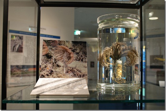 Tiefseeausstellung Tiefseeausstellung