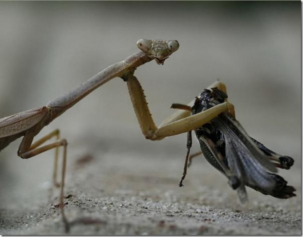 Louva-a-deus versus gafanhoto Louva_deus_2