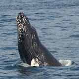 Humpback whale calf