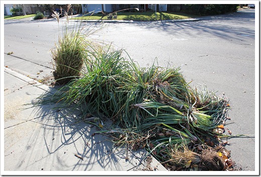 111203_plants_in_curb 111203_plants_in_curb
