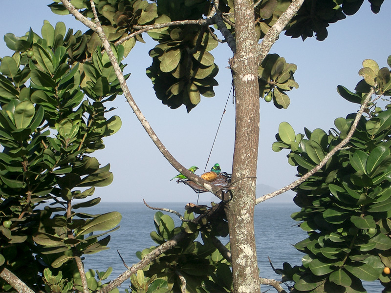 Fotos de Pássaros. Foto numero 3724606746. Fotografia da Pousada Pe na Areia, que fica em Boicucanga, próximo a Maresias, Litoral Norte de Sao Paulo (SP).
