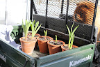 Ryan found these pineapple lilies (Eucomis) under the tables in the greenhouse.  He repotted them and wants to see if they'll flower.  Their flower spikes appear to have little pineapples on each top.