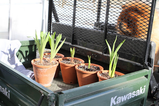 Ryan found these pineapple lilies (Eucomis) under the tables in the greenhouse.  He repotted them and wants to see if they'll flower.  Their flower spikes appear to have little pineapples on each top.