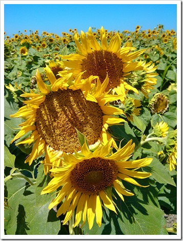 130706_CR102_sunflowers_08