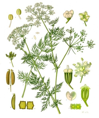 Carum_carvi_-_Köhler–s_Medizinal-Pflanzen-172 Carum_carvi_-_Köhler–s_Medizinal-Pflanzen-172