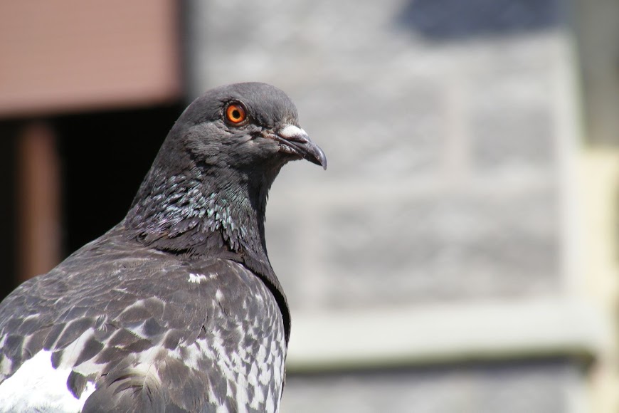 DSCF0841.JPG