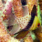 Pyjama Cardinalfish