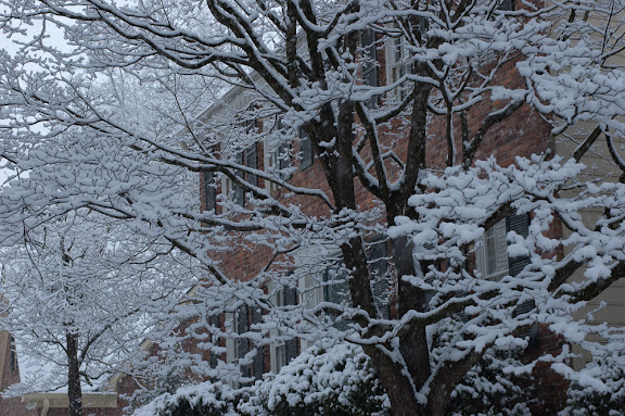 The house was framed by the snow in the maple tree quite well...