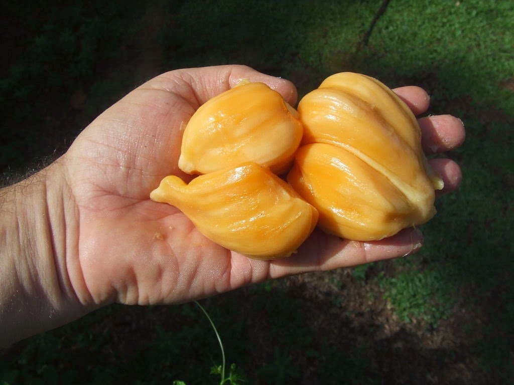 [Jaca%2520Berry1%255B3%255D.jpg]