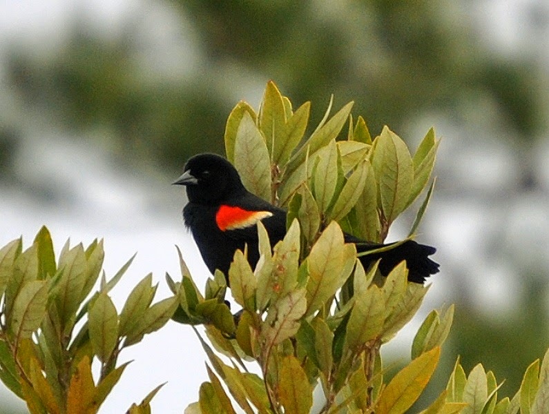 [Nature---Redwing-Blackbird5.jpg]