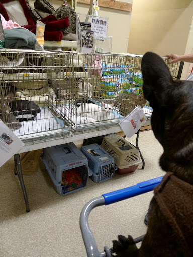Hi kitties!  That's so amazing of these people to take you in and find you good homes.  I don't know what I'd do without my warm and cozy home.